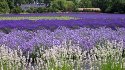 Lavender by the Bay