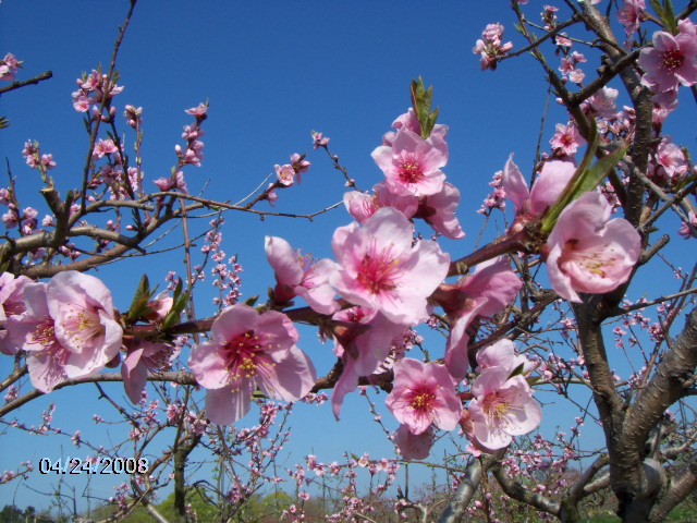 Wickham’s Fruit Farm