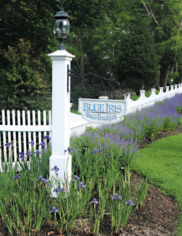 Blue Iris garden flowers