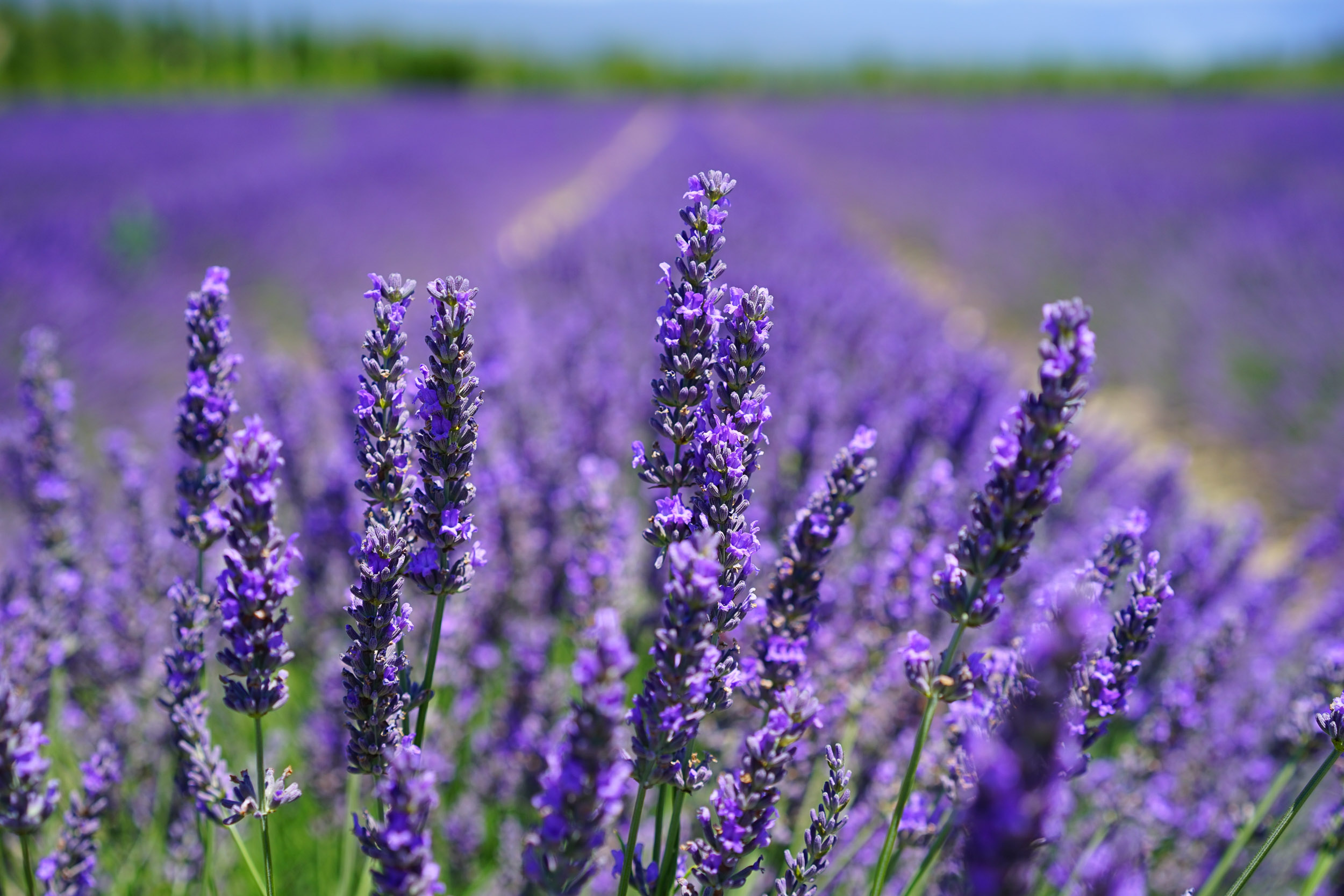 Lavender on the North Fork
